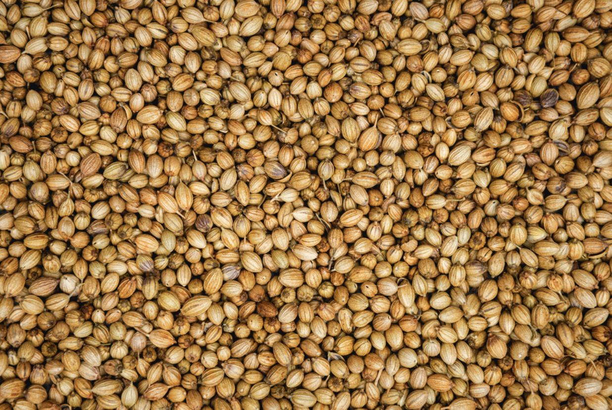 Exploring the Marvels of Coriander Seeds